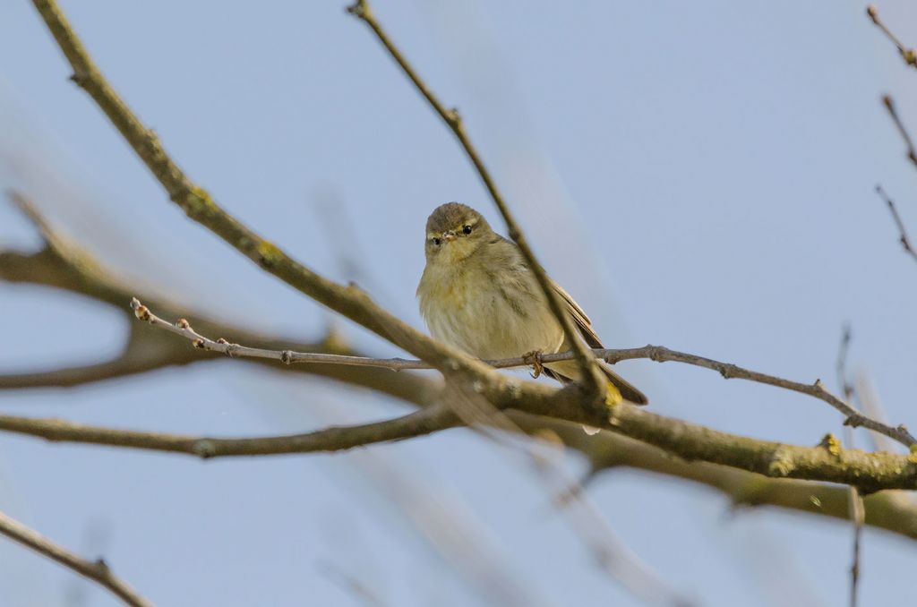 Lu piccolo?  S,   Lu piccolo (Phylloscopus collybita)